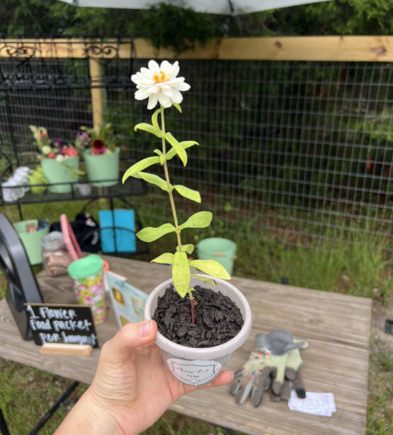 dwarf zinnia