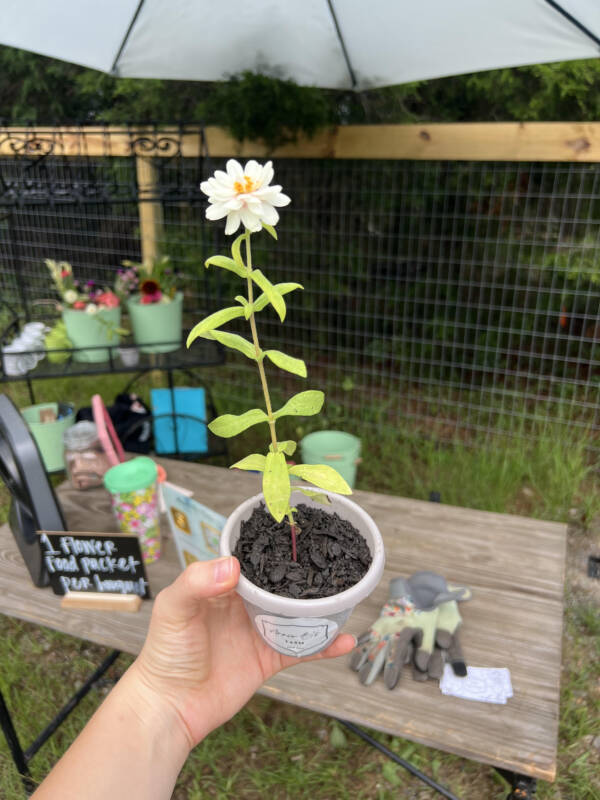 dwarf zinnia