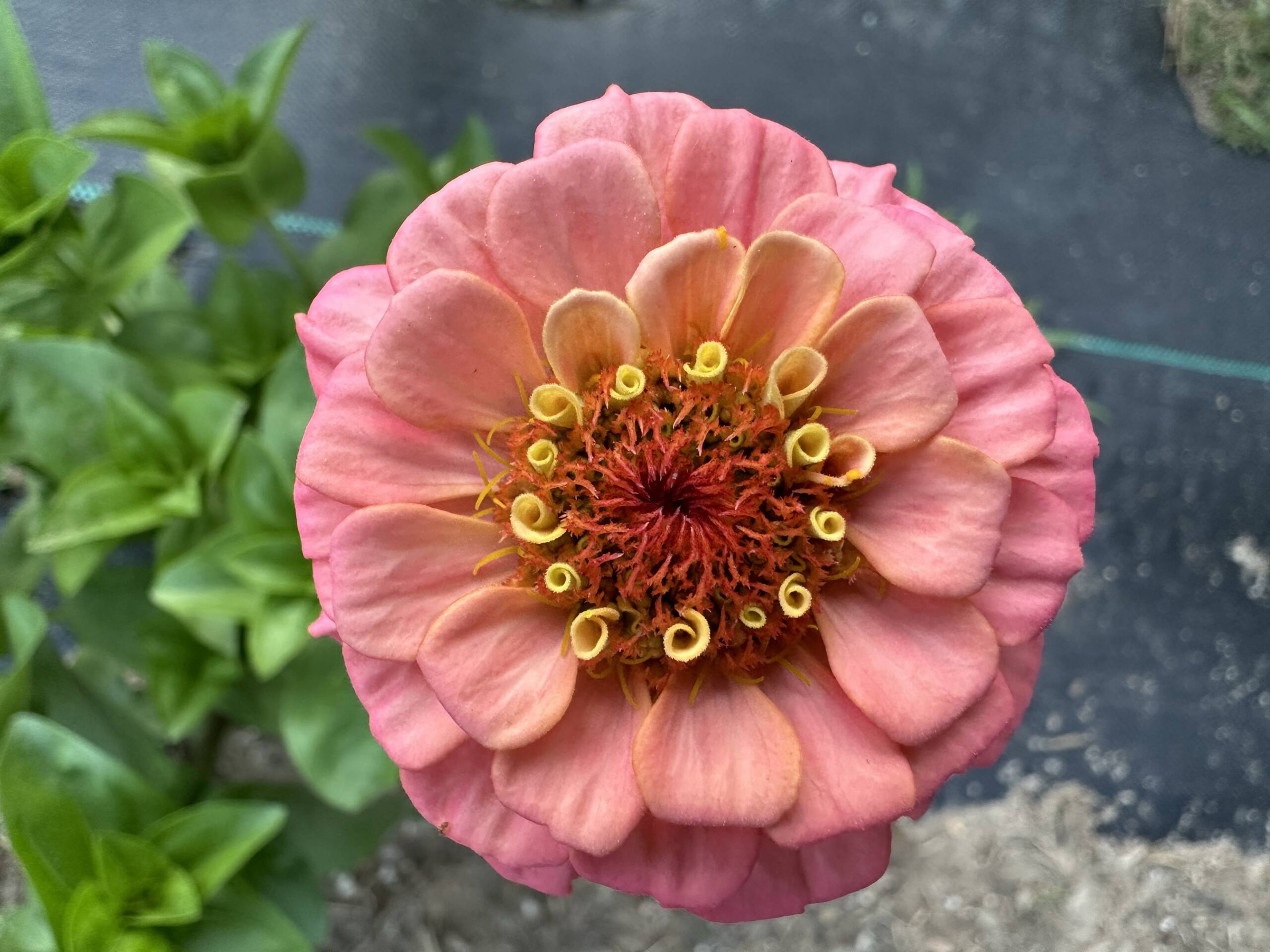 Zinnia